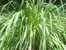 Essentiële Olie Lemongrass