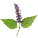 Essentiële Olie Patchouli