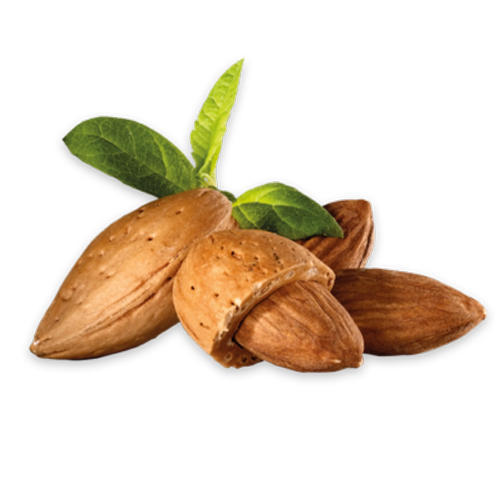 Almond oil (Organic & Refined)