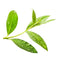 Tea Tree Etherische olie Biologisch | 10 ML | Pure Eden® - Oliemeesters