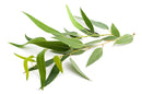 Eucalyptus Etherische olie Biologisch | Pure Eden® | 10 ML - Oliemeesters
